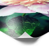 ピンク牡丹の花開花クローズアップ8 x 10 フォトプリント            (角)