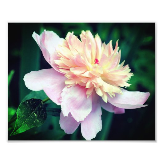 ピンク牡丹の花開花クローズアップ8 x 10 フォトプリント            (正面)