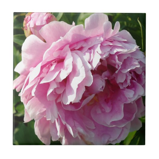 ピンク牡丹フォトコテージファームハウスフローラガーデン タイル (正面)