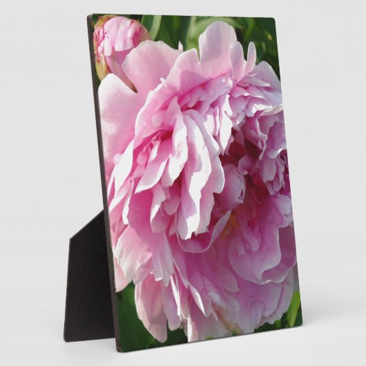 ピンク牡丹フォトコテージファームハウスフローラガーデン フォトプラーク (側面)