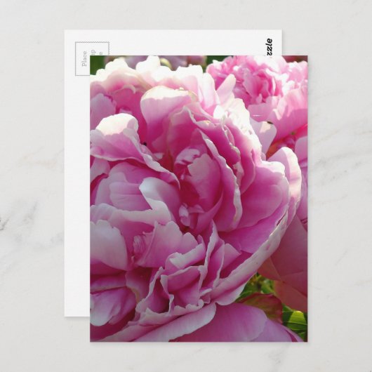ピンク牡丹フォトコテージファームハウスフローラガーデン ポストカード (正面/裏面)