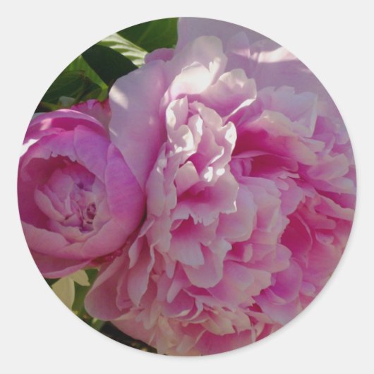 ピンク牡丹フォトコテージファームハウスフローラガーデン ラウンドシール (正面)