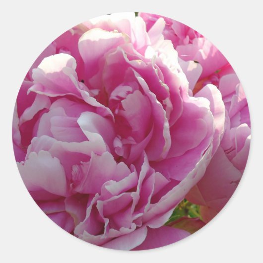 ピンク牡丹フォトコテージファームハウスフローラガーデン ラウンドシール (正面)