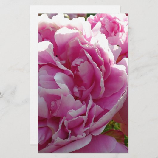 ピンク牡丹フォトコテージファームハウスフローラガーデン 便箋 (正面/裏面)