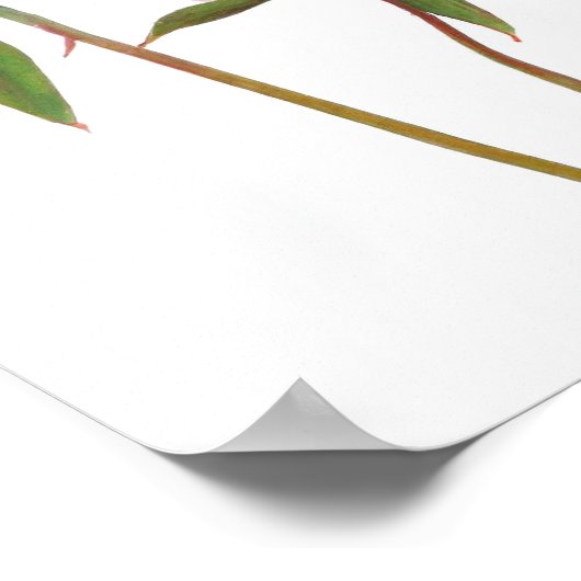 ピンク牡丹フラワーアートプリントポスター ポスター (角)