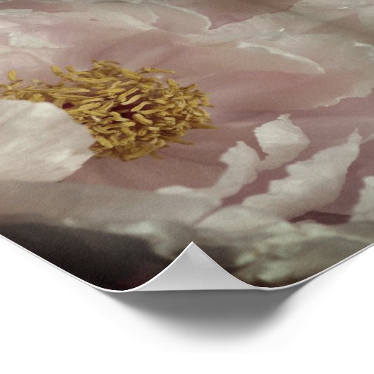 ピンク牡丹フラワーセンター抽象芸術ヴィンテージ ポスター (角)