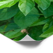 ピンク牡丹フラワーバイブラックアイアンフェンス写真ポスター ポスター (角)