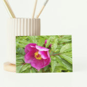 ピンク牡丹フローラ宗教誕生日 カード