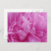 ピンク牡丹花びらのポストカード ポストカード (正面/裏面)