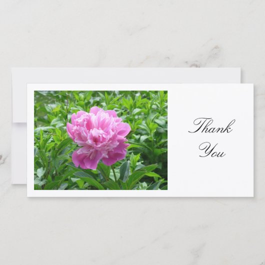 ピンク牡丹 – ありがとう サンキューカード (正面)