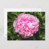 ピンク牡丹。ウェールズ,カーディフ,ビュートパーク ポストカード (正面/裏面)