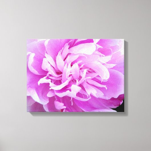 ピンク牡丹 キャンバスプリント (正面)
