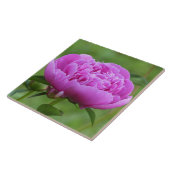 ピンク牡丹 タイル (側面)