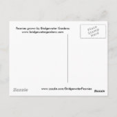 ピンク牡丹/ピンク牡丹はがき ポストカード (裏面)