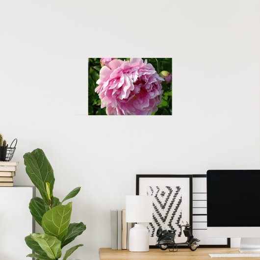 ピンク牡丹 ポスター (ホームオフィス)