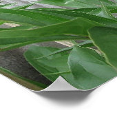 ピンク牡丹 ポスター (角)