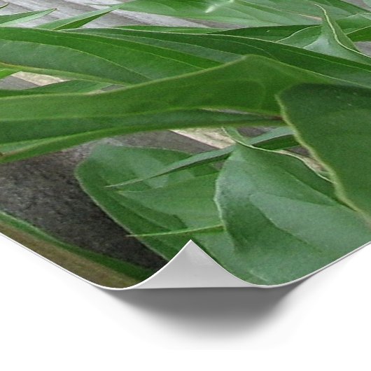 ピンク牡丹 ポスター (角)