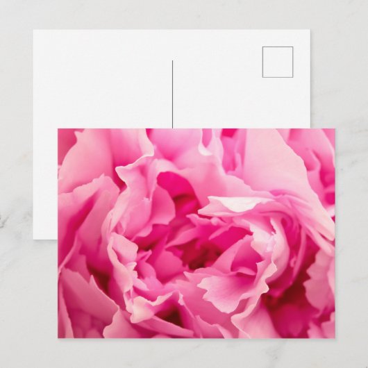 ピンク牡丹 ポストカード (正面/裏面)
