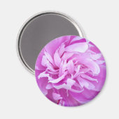 ピンク牡丹 – マグネット (正面/裏面)