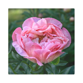 ピンク牡丹 メタルプリント