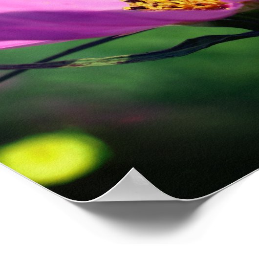 ピンク独身ののコスモスの花を開花 ポスター (角)