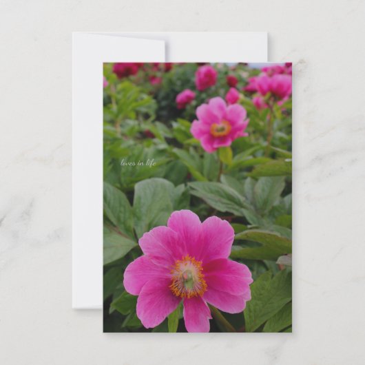 ピンク独身のの牡丹 ノートカード (正面)