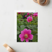 ピンク独身のの牡丹 ノートカード (正面/裏面インサイチュ)