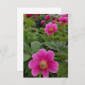 ピンク独身のの牡丹 ノートカード (正面/裏面)