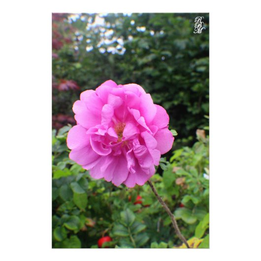 ピンク独身のの花 フォトプリント            (正面)