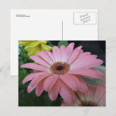 ピンク独身のの花 ポストカード (正面/裏面)