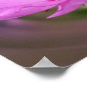 ピンク独身のコスモス山花 ポスター (角)