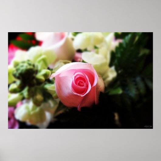 ピンク独身のローズ撮影プリント ポスター (正面)
