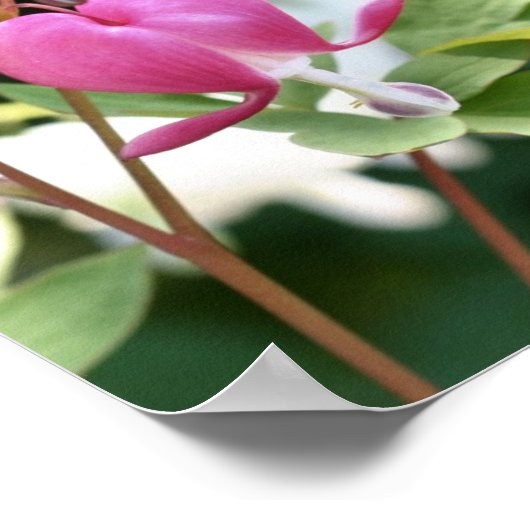 ピンク独身の色の出血ハート花 ポスター (角)