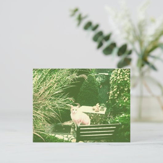 ピンク猫 ポストカード (スタンド正面)