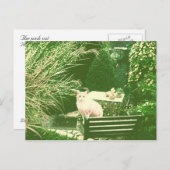 ピンク猫 ポストカード (正面/裏面)