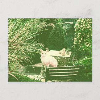 ピンク猫 ポストカード