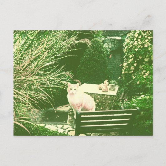 ピンク猫 ポストカード (正面)