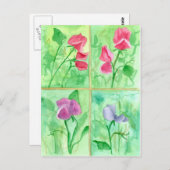 ピンク甘いエンドウの花の水色絵を描の ポストカード (正面/裏面)