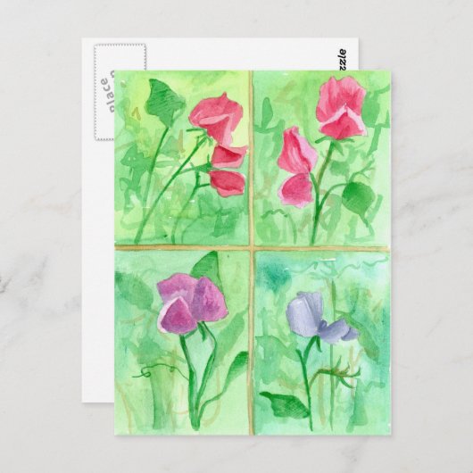 ピンク甘いエンドウの花の水色絵を描の ポストカード (正面/裏面)