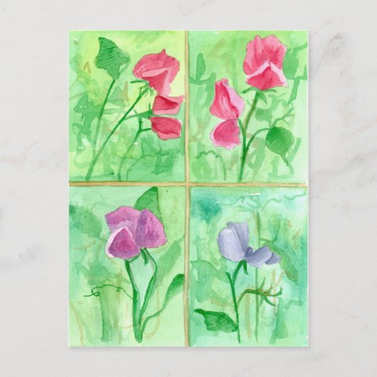 ピンク甘いエンドウの花の水色絵を描の ポストカード (正面)