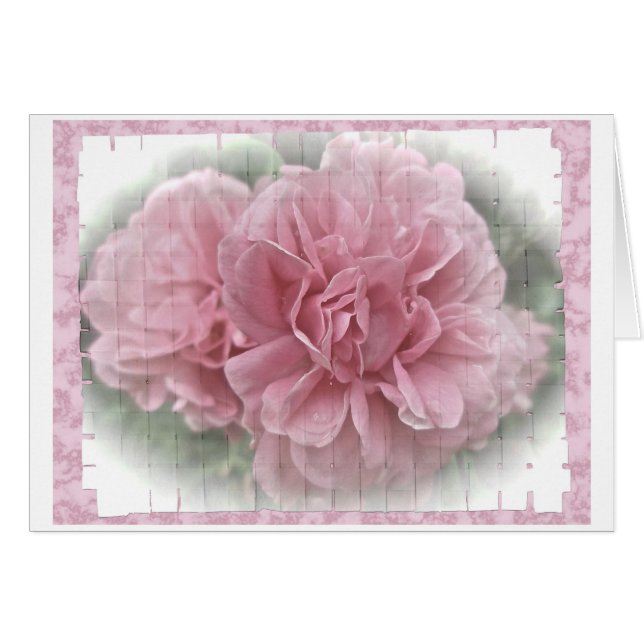 ピンク登山バラの花 (正面横)