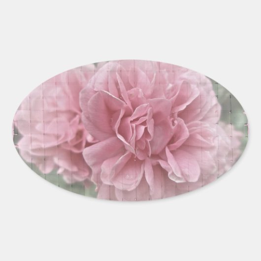 ピンク登山バラの花 楕円形シール (正面)