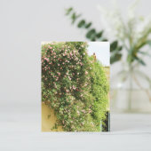 ピンク登山バラ ポストカード (スタンド正面)
