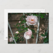 ピンク登山バラ ポストカード (正面/裏面)