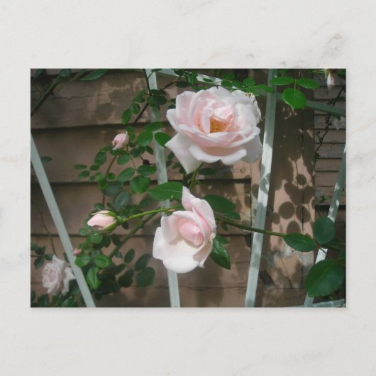 ピンク登山バラ ポストカード (正面)