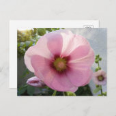 ピンク白熱［赤熱］光を放つの葵はがき ポストカード (正面/裏面)