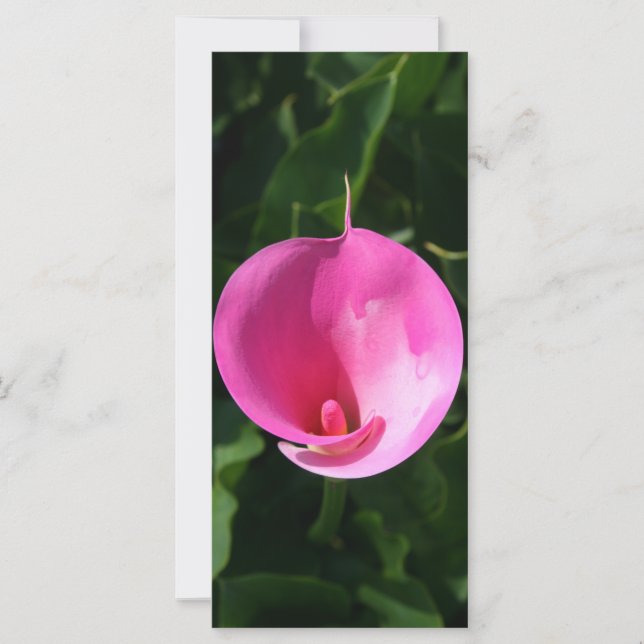 ピンク百合 (正面)