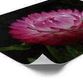 ピンク紙デイジーキャンバス印刷 ポスター (角)