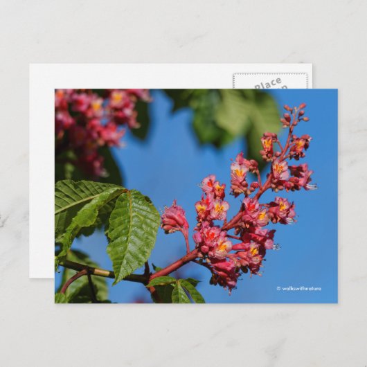 ピンク素晴らしの馬栗の花 ポストカード (正面/裏面)