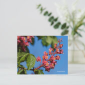 ピンク素晴らしの馬栗の花 ポストカード (スタンド正面)